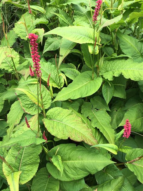 what plants are similar to japanese knotweed